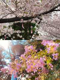 青島最全賞花攻略