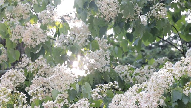 賞花指南 |一起來看銅鼓的「花花世界」！