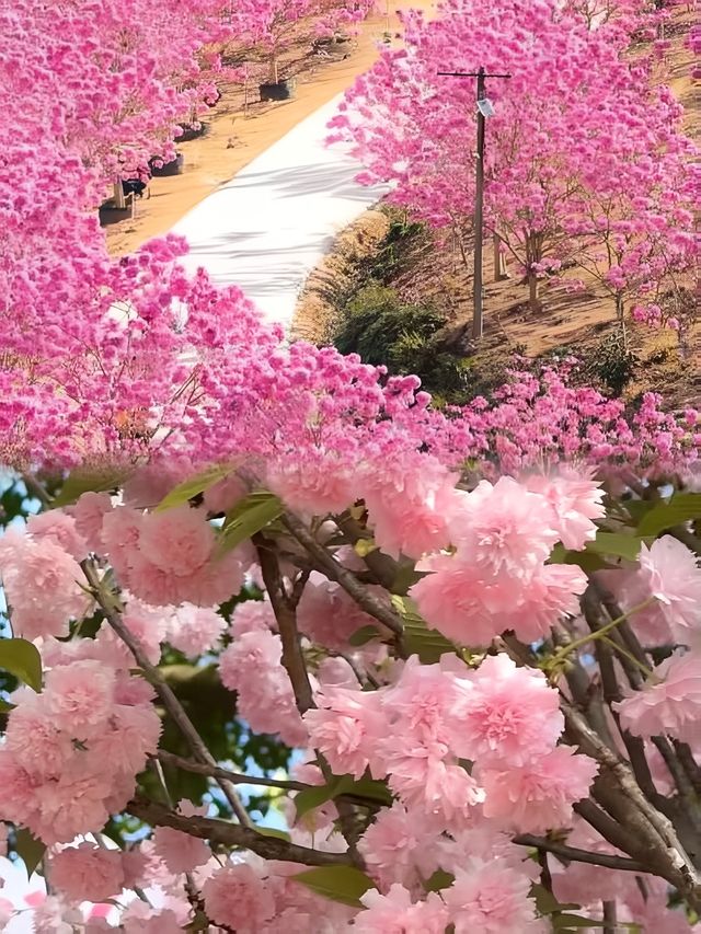 深圳地鐵直達3萬株櫻花海盛開！
