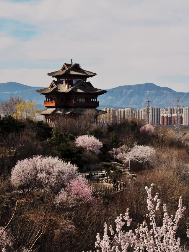 In Beijing! In Fengtai! The Peach Blossom Valley is unbelievably beautiful!