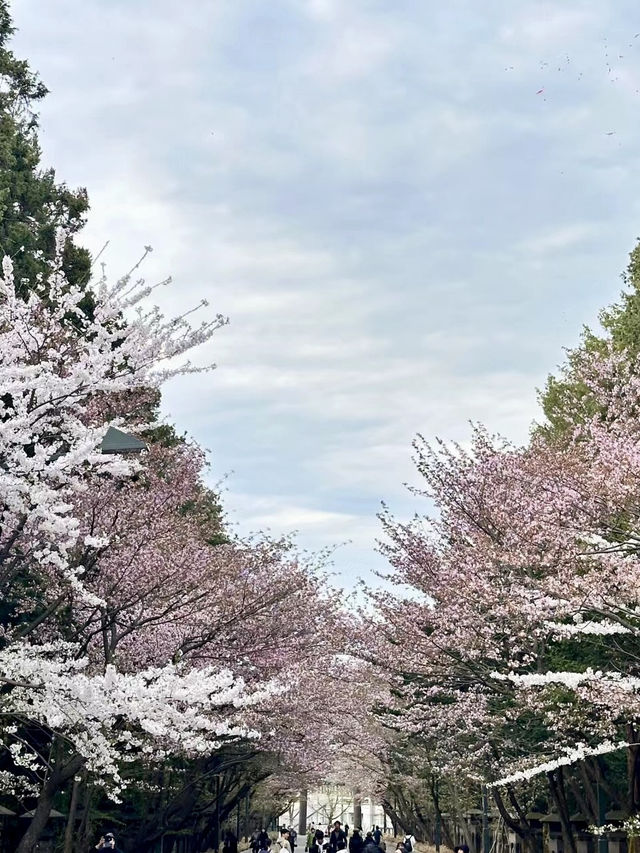 櫻映北海道神宮，春日靜謐行