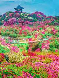 貴州隱藏版花海秘境！杜鵑湖春日攻略