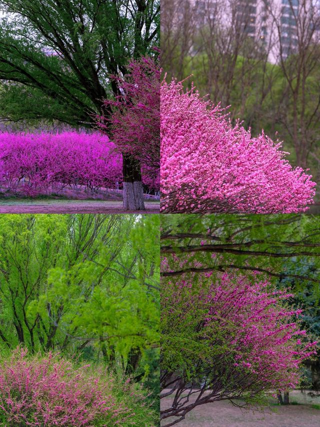 【4-7月，呼和浩特賞花全攻略】