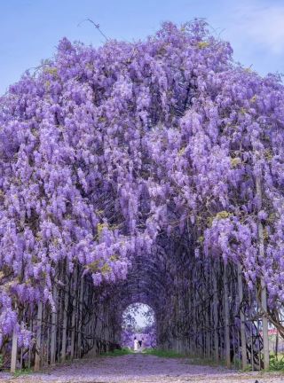 The Wisteria Blossom Spectacular is about to begin! A dreamy sea of flowers just outside Changsha.