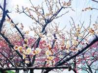 ทะเลสาบซวนอู่ เมืองหนานจิง
