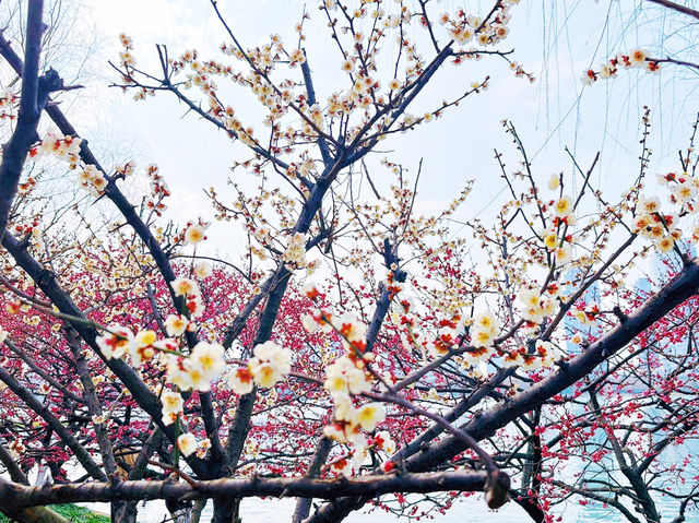 ทะเลสาบซวนอู่ เมืองหนานจิง ทะเลสาบซวนอู่ เมืองหนานจิง