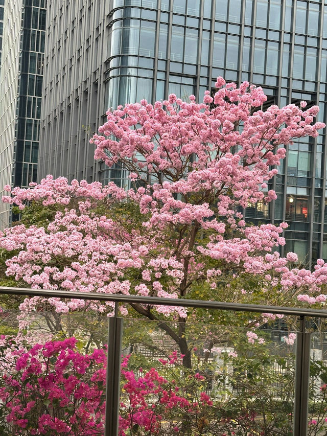 后海粉鈴，夢幻之約
