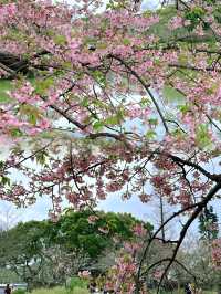 錫惠公園限定浪漫！春日賞櫻保姆級攻略