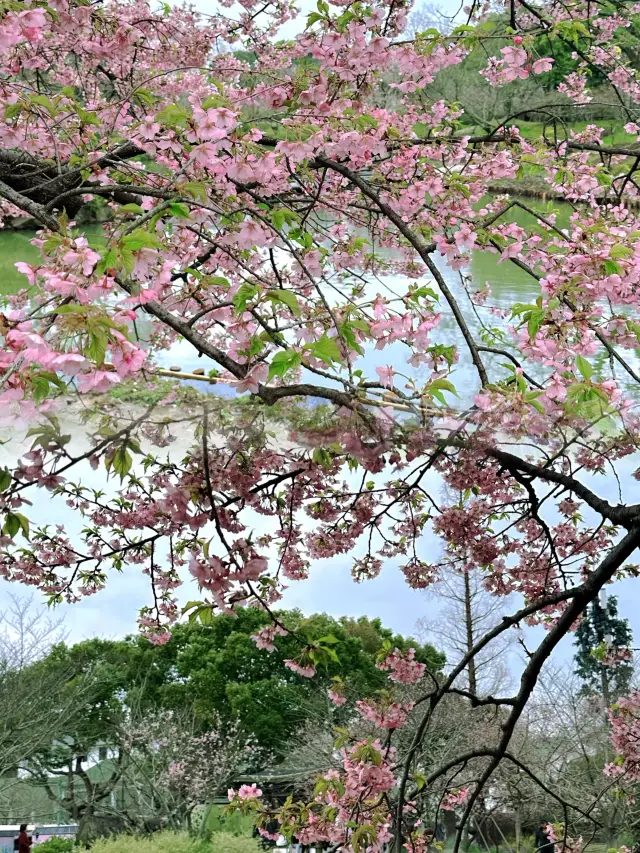 Romantic Cherry Blossoms at Xihu Park - Your Ultimate Spring Viewing Guide