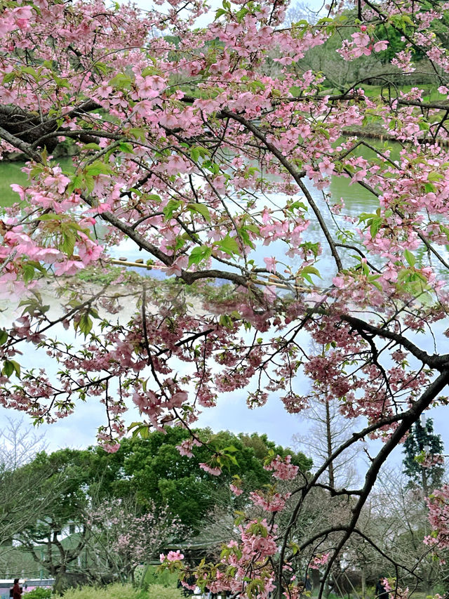 錫惠公園限定浪漫！春日賞櫻保姆級攻略