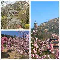 赤山的清明限定攻略！闖入花花世界～