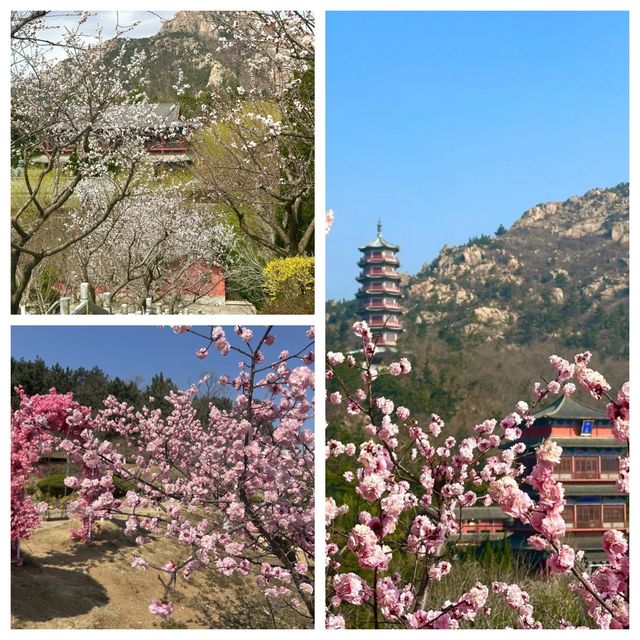 赤山的清明限定攻略！闖入花花世界～
