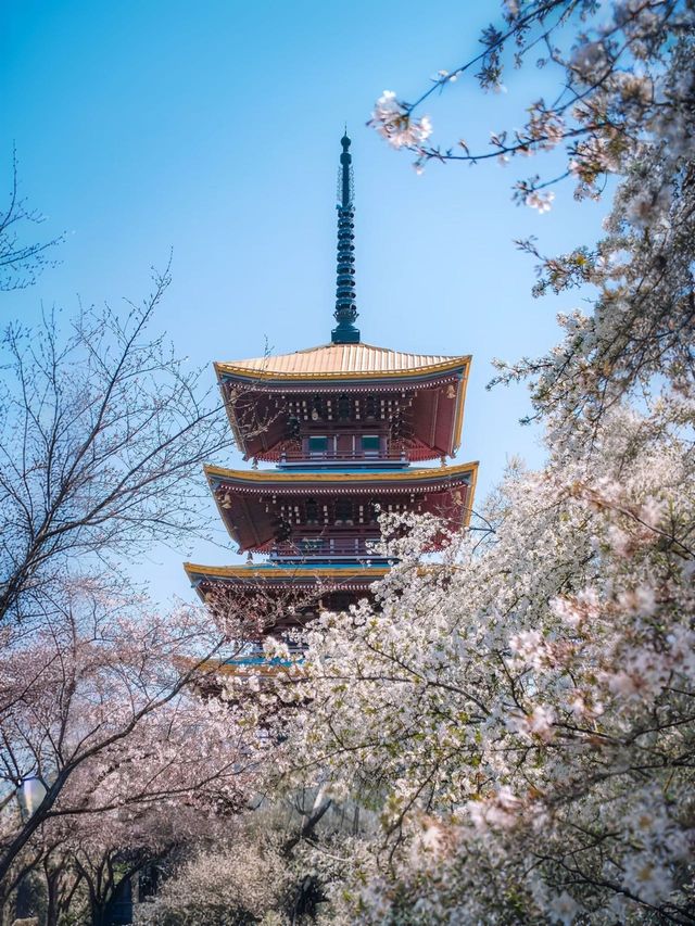 武漢賞櫻｜一日逛吃指南（地道版）