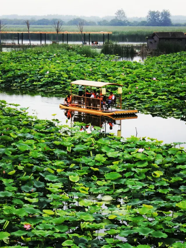 除了油菜花，興化的荷花也美得不得了！