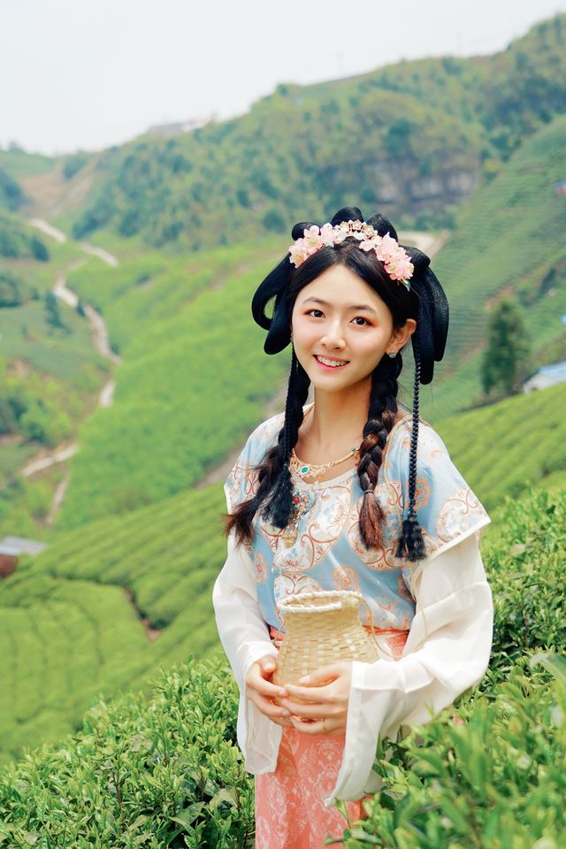 探秘黔南春色，邂逅貴定雲霧貢茶
