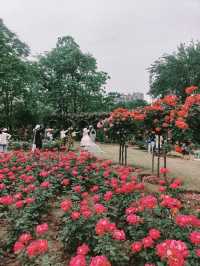 鋼鐵之都的粉色革命｜和平公園月季圖鑑（附獨家機位）