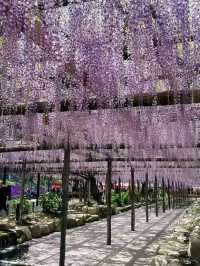 五一來日本看不了櫻花就看紫藤花🟪