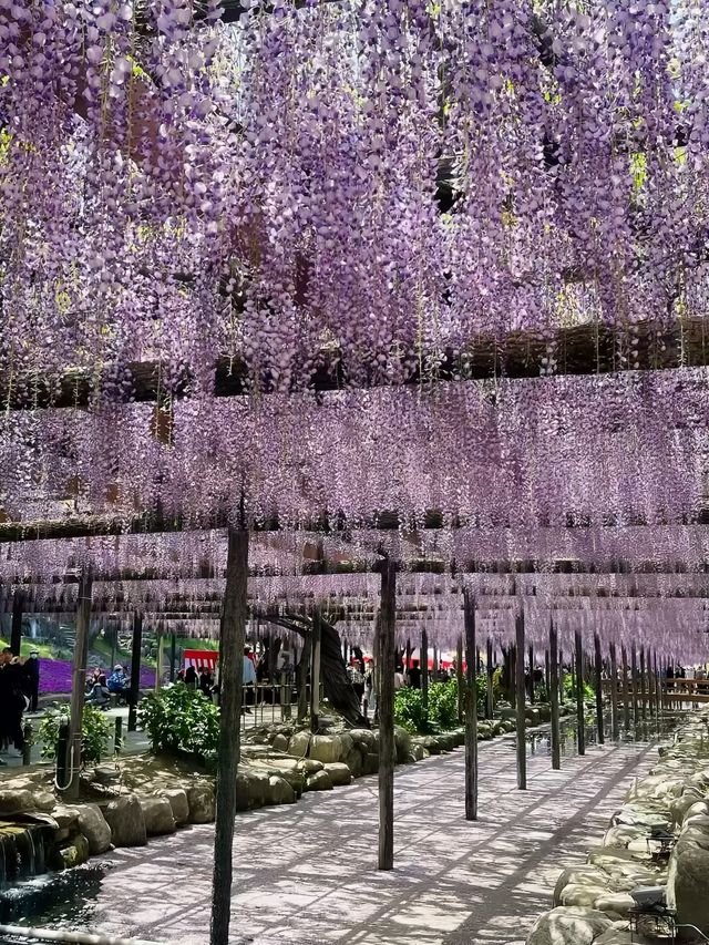 五一來日本看不了櫻花就看紫藤花🟪