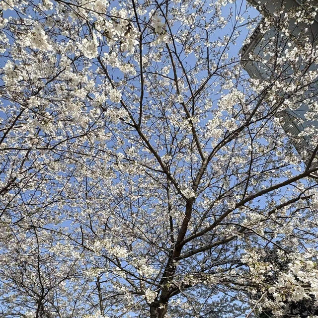 🌸武昌理工學院櫻花季，浪漫大爆發🌸