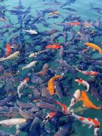 「泉」因有你——聽珍珠泉訴說大地嘅心跳