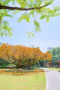 成都寶藏公園！湊仔吸氧兩不誤！
