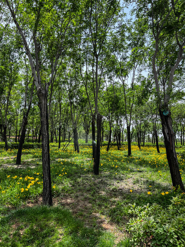 鄭州被嚴重低估嘅小眾公園！人少景靚