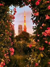 東京芝公園超詳細交通攻略，東京塔最佳打卡地 