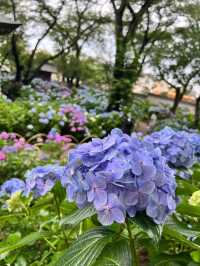 妙樂寺 | 繡球花下的悠閒時光