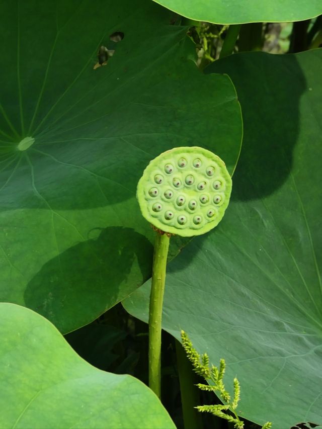 馬鳴村百畝荷塘｜夏天一齊嚟睇荷花啦~