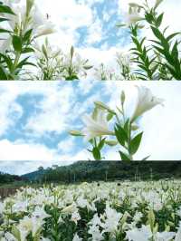 福州限定浪漫！呢片高過人嘅百合花海藏唔住啦～