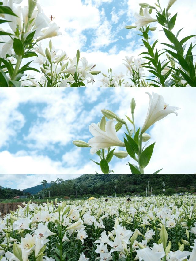 福州限定浪漫！呢片高過人嘅百合花海藏唔住啦～