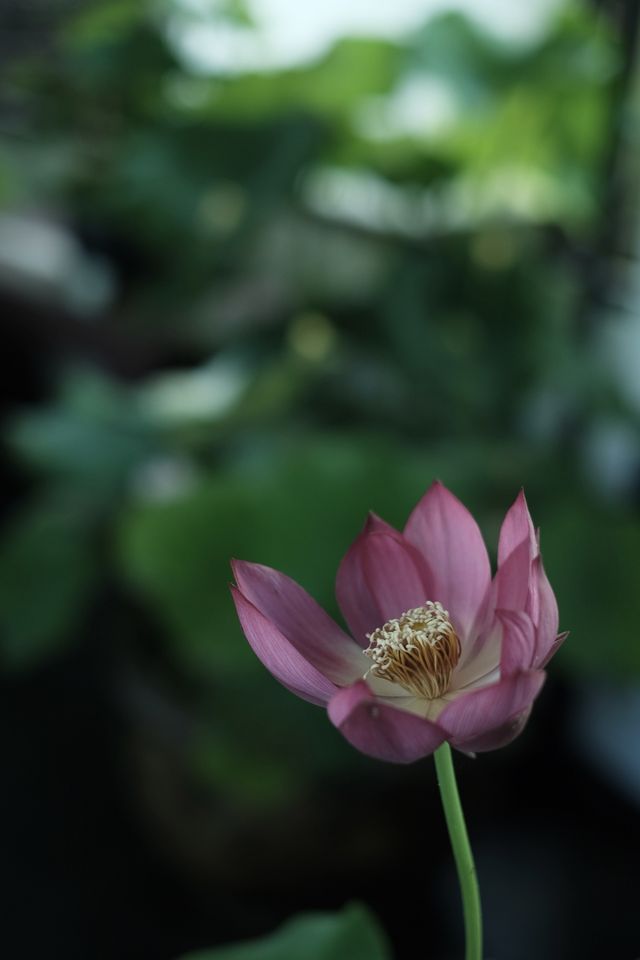 分享一組家門口杭州植物園綠野仙蹤版美圖