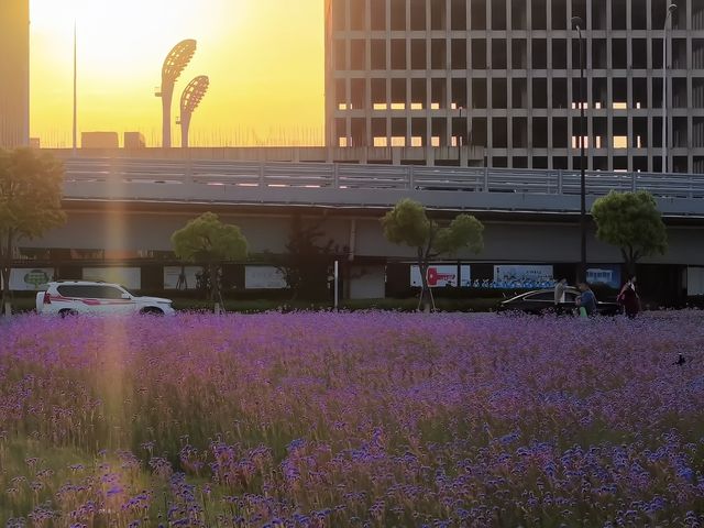 週末港島大橋旁：馬鞭草花海中的悠然時光