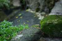 黃果樹大瀑布住進田園小院裡連住三日唔想退！