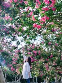 成都嘅紫薇花海靚到爆，人少免費