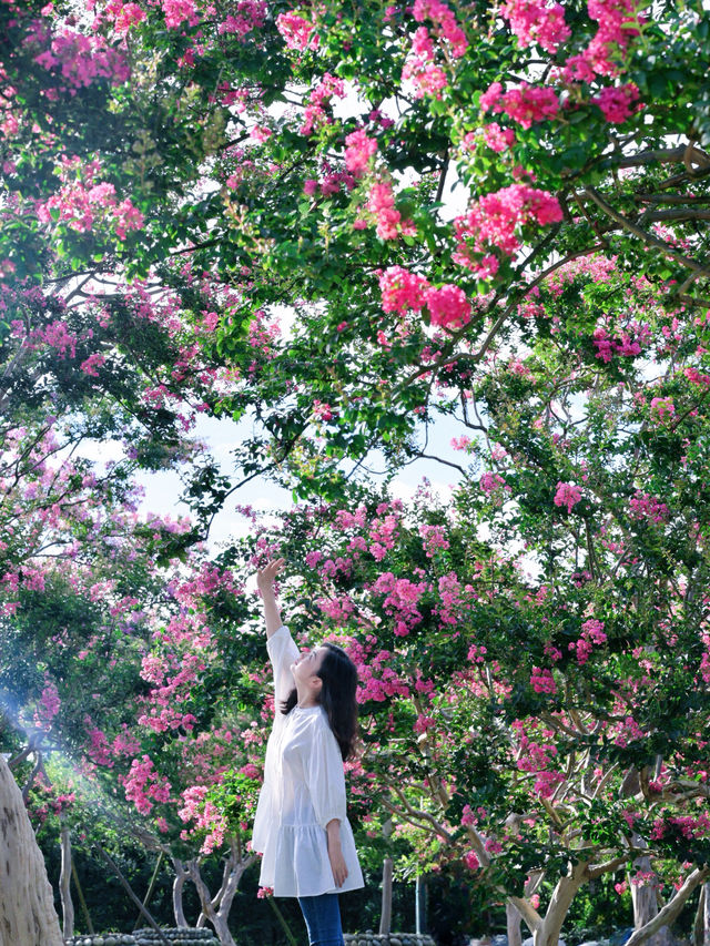 成都嘅紫薇花海靚到爆，人少免費
