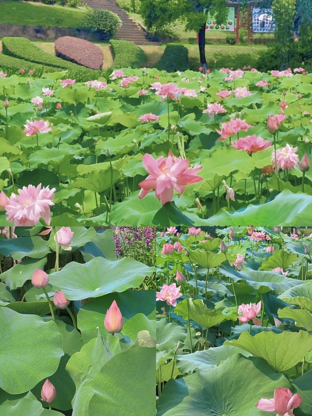 夏日炎炎好運蓮蓮🪷🪷廣州的浪漫
