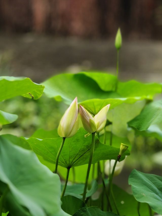 番禺蓮花山|荷花仙境，霧中金蓮美到窒息！