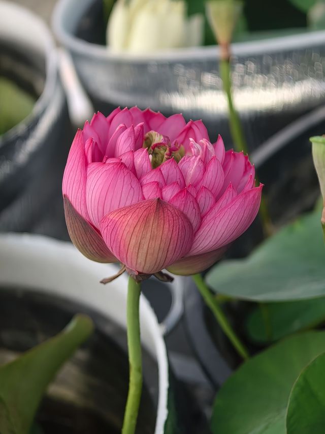 荷花花期已到，各種品種蓮荷花逐漸盛開！