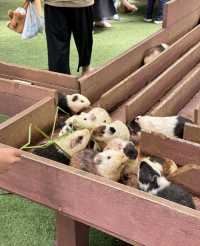 昆明摩洛哥藍色小鎮遛娃影相兩不誤