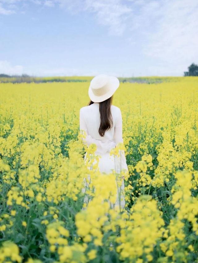 去門源油菜花海千祈唔好犯呢啲禁忌！否則後悔莫及