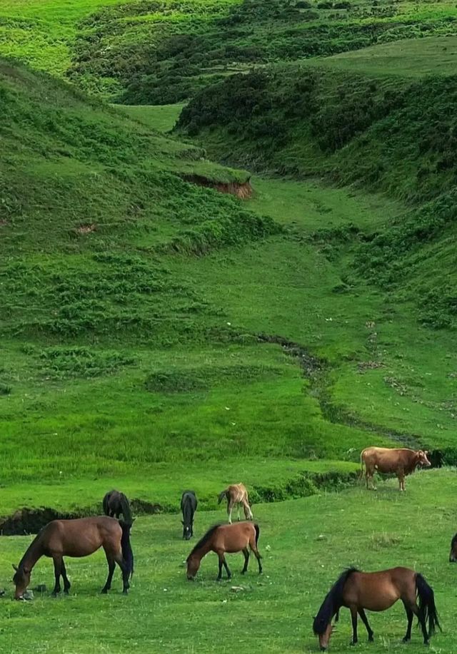 烏蒙山連著山外山和鳳凰傳奇一起在19℃的雲端草原策馬奔騰~ 烏蒙山連著山外山和鳳凰傳奇一起在19℃的雲端草原策馬奔騰~
