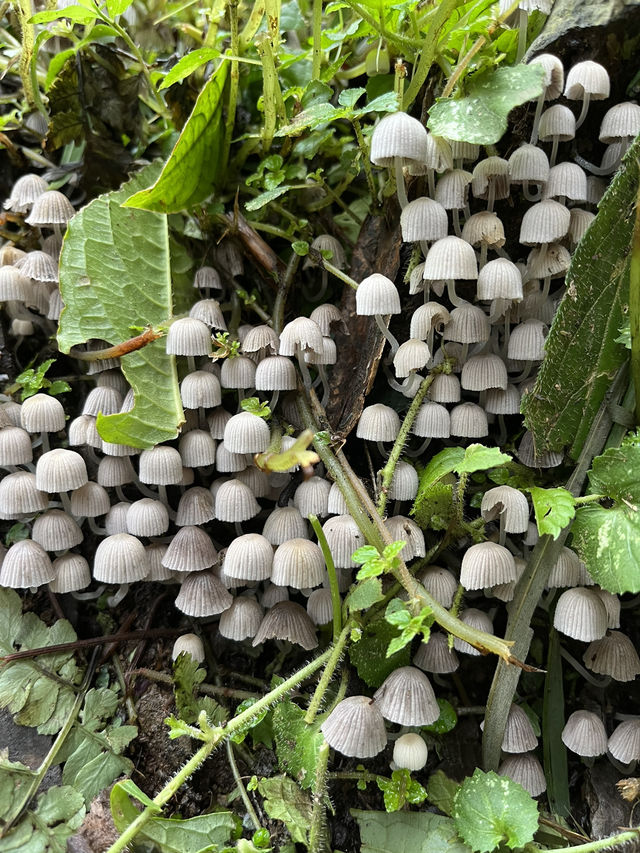 Reconnect with Nature in the misty forest🧚🏼🌿✨