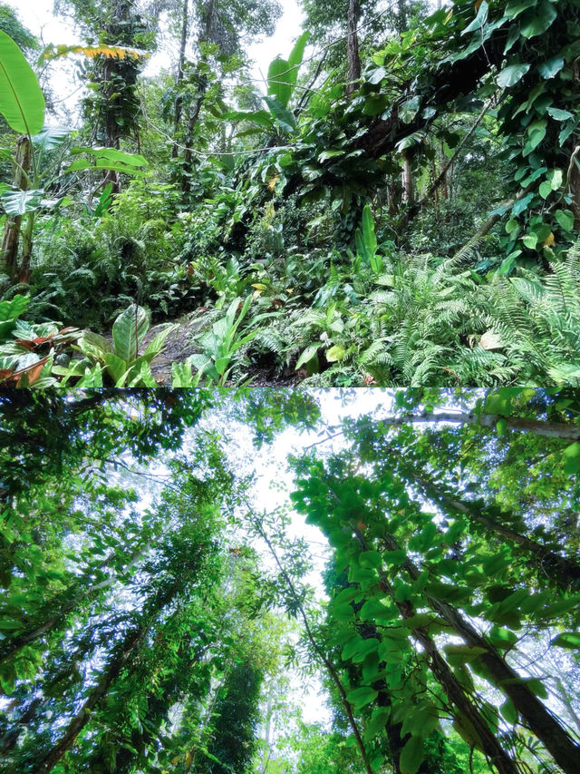 西雙版納熱帶植物園遊玩攻略：沉浸式體驗熱帶雨林之美