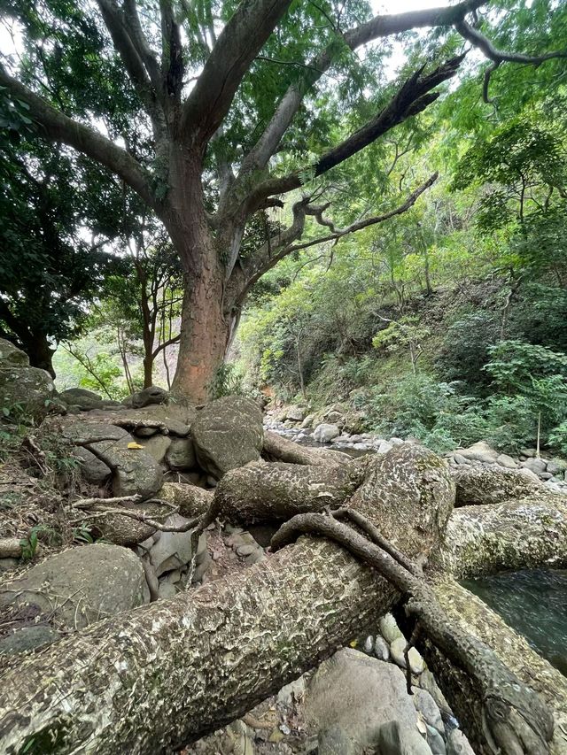 雨霧朦朧中的伊奧山谷夏威夷土著國王都來打卡的秘境！