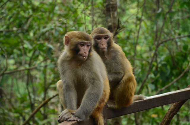 來普洱太陽河森林公園，去動物家裡做客