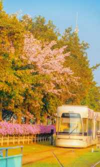 用全螢幕方式打開這列廣州異木棉花海黃昏列車