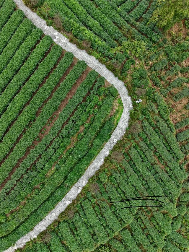 逃離城市1.5h！闖入國家地理同款茶園秘境
