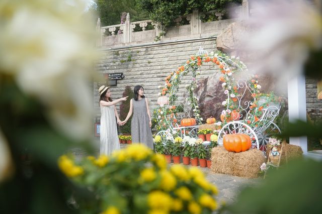 常熟城牆菊展｜把秋日油畫穿在身上小資