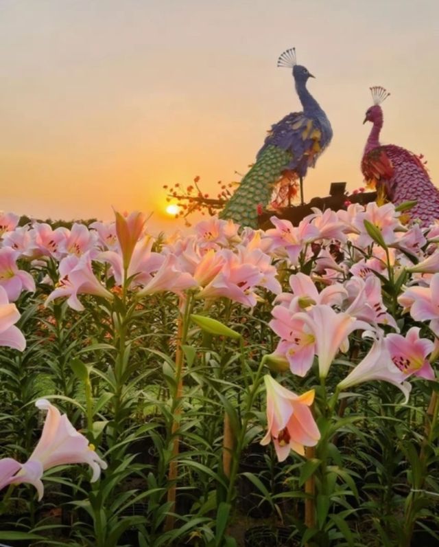 音樂百花谷：邂逅花海萌寵，共赴夜場夢幻之約